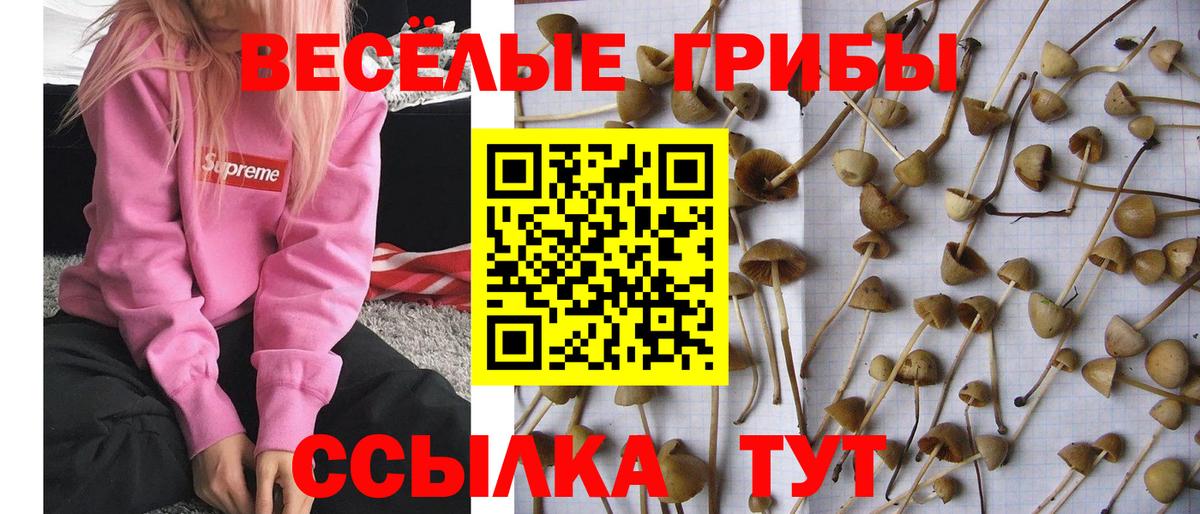 Псилоцибиновые грибы мухоморы  Галлюциногенные грибы Psilocybine cubensis  Вход с VPN  Саров 